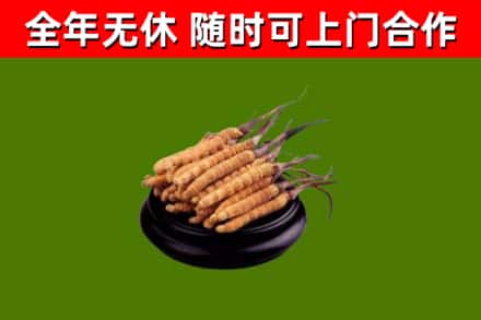 秦安回收冬虫夏草